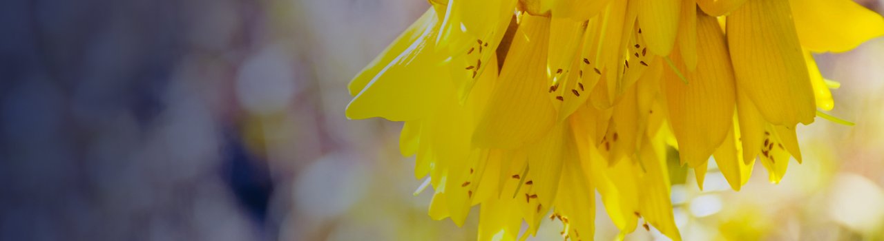Foundation_Banner
