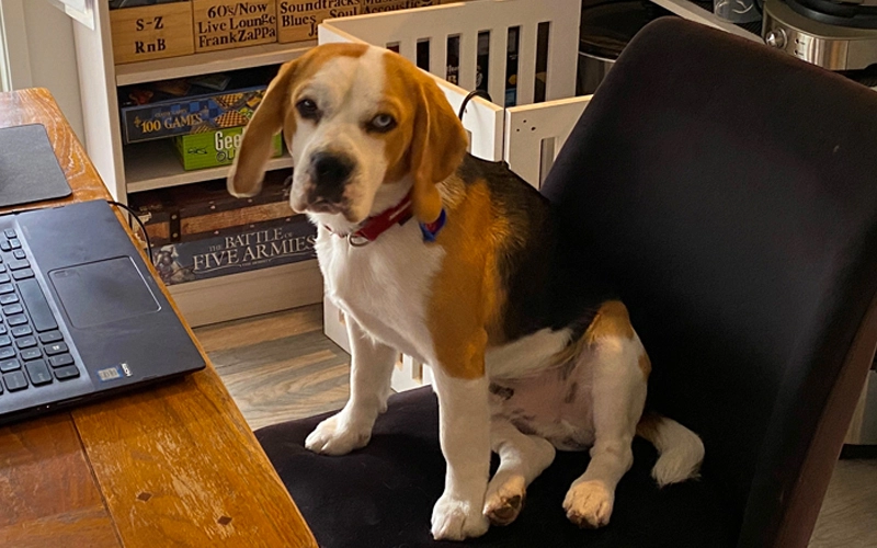 EG33_Dogs_3