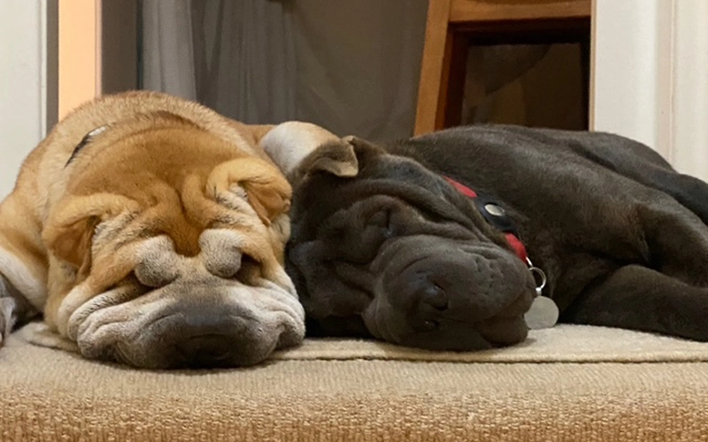 EG33_Dogs_4