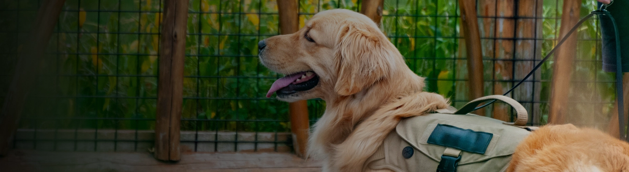 EG33_Dogs_WebBanner
