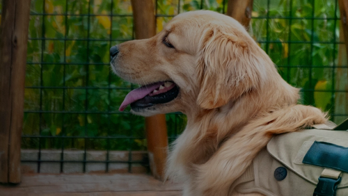 EG33_Dogs_WebBanner